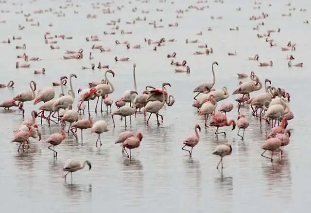 Sea Senses Skyline Διαμέρισμα Τορεβιέχα